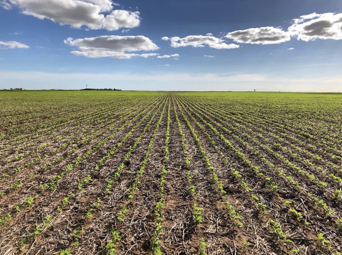 Agricultura en La Criolla