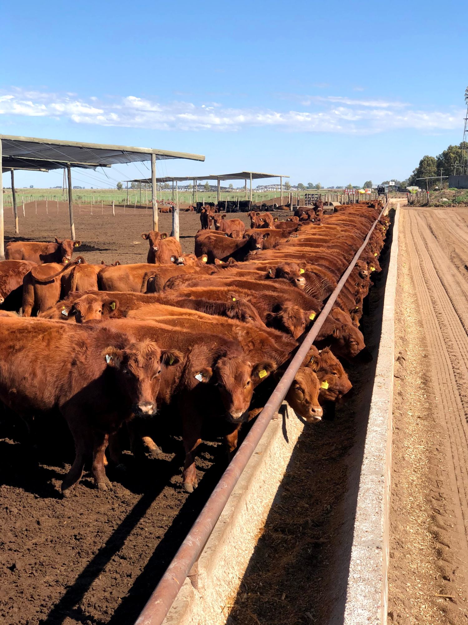Feedlot La Criolla