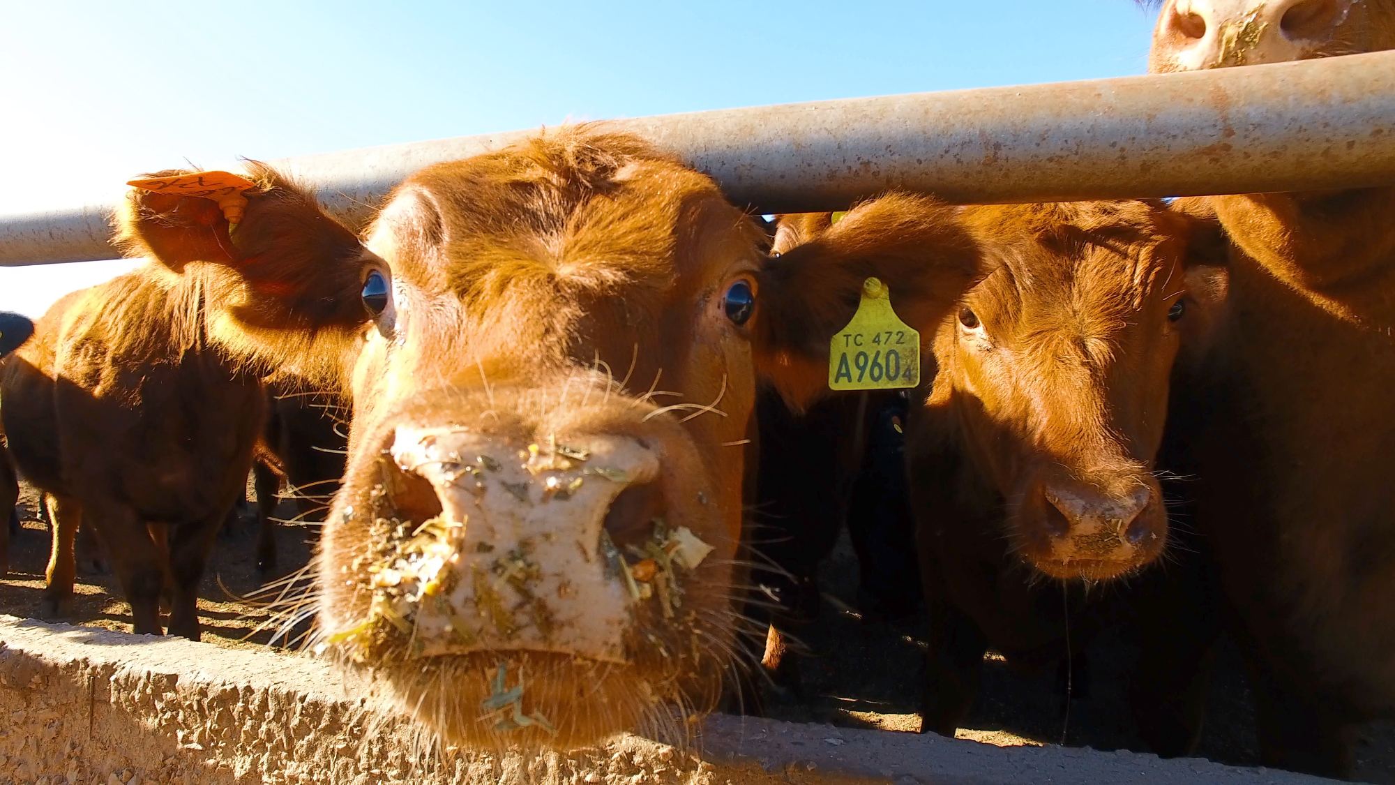 Hotelería en el feedlot de La Criolla